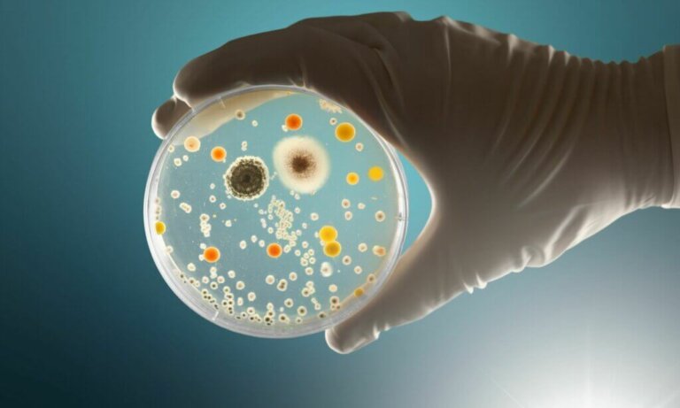 Germs: What They Are, Characteristics, and Types