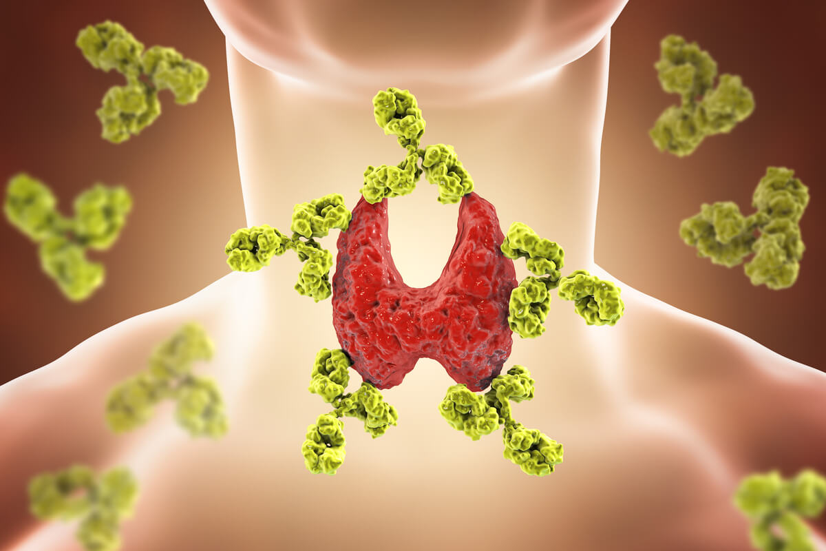 Cómo funciona la glándula tiroides: en ocasiones pueden desarrollarse patologías