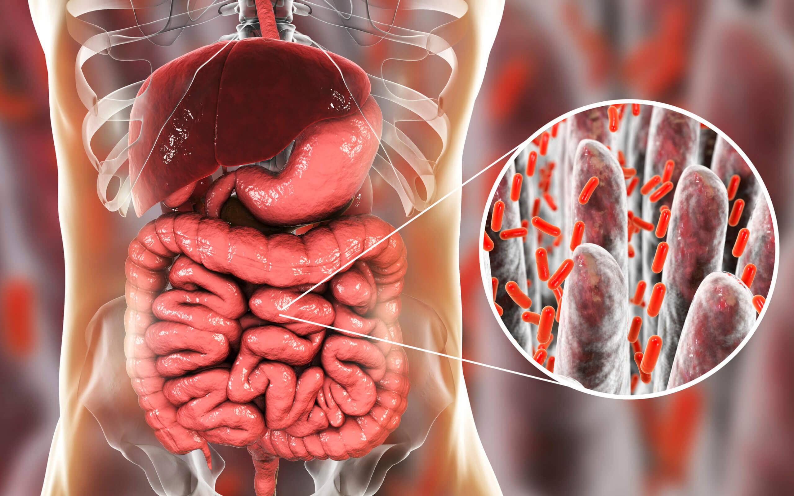 El sistema inmune está relacionado con la microbiota intestinal.