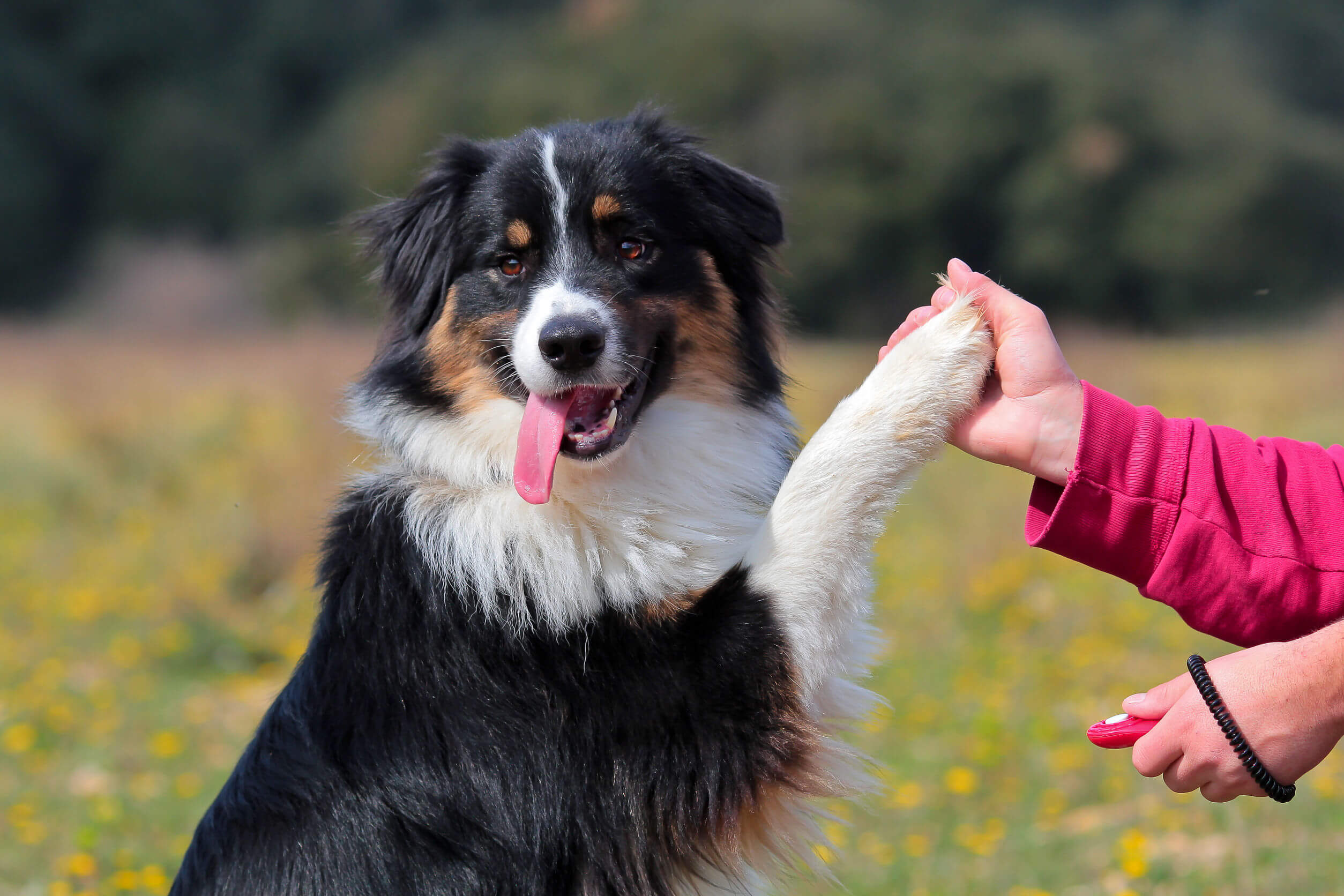 Los beneficios de tener un perro abarcan varias áreas de la vida.