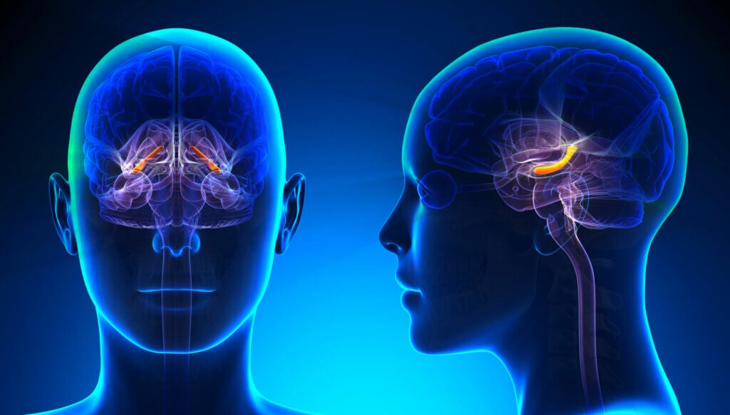 function of the hippocampus presentation