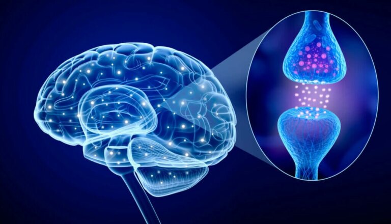 Types of Neurotransmitters: Characteristics and Functions