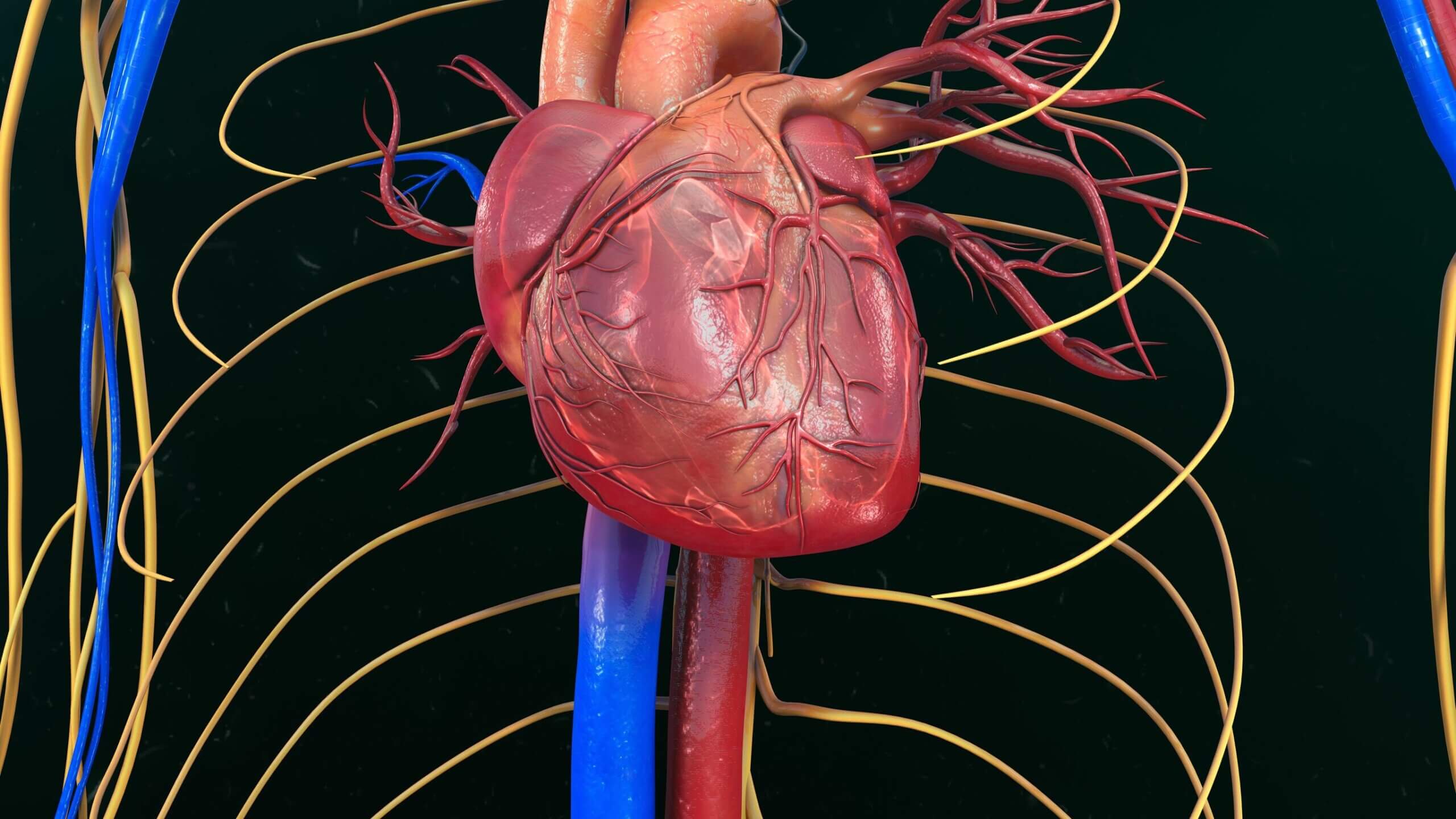 La muerte súbita tiene varias explicaciones.