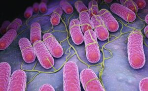 Microbiote: qu'est-ce que c'est et quelles sont ses fonctions?