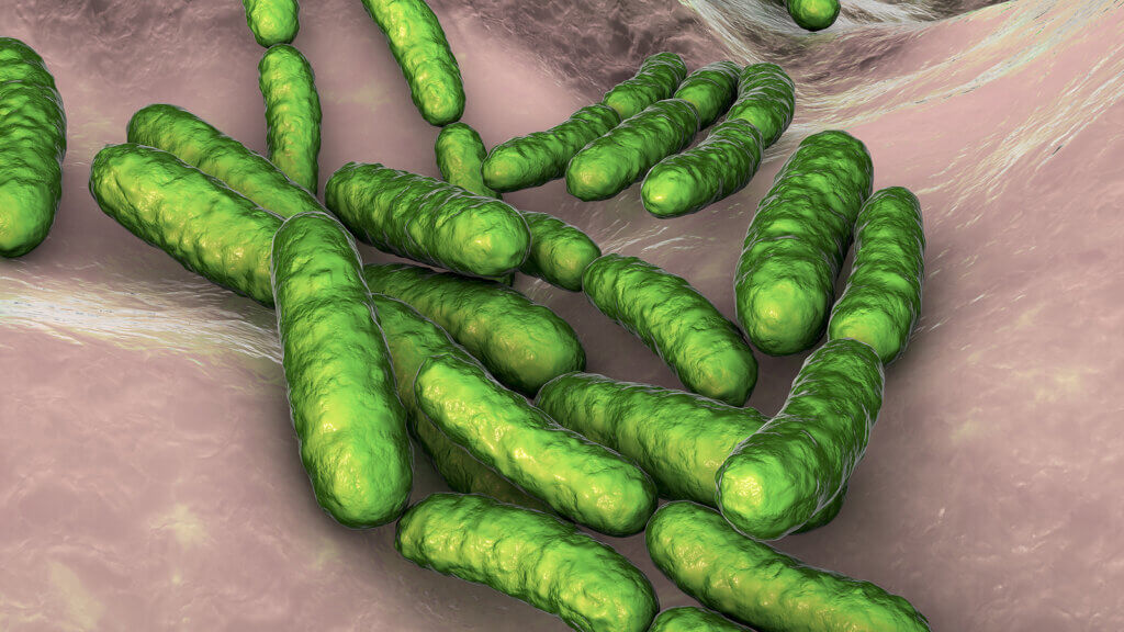 Alimentos que cuidan la flora intestinal