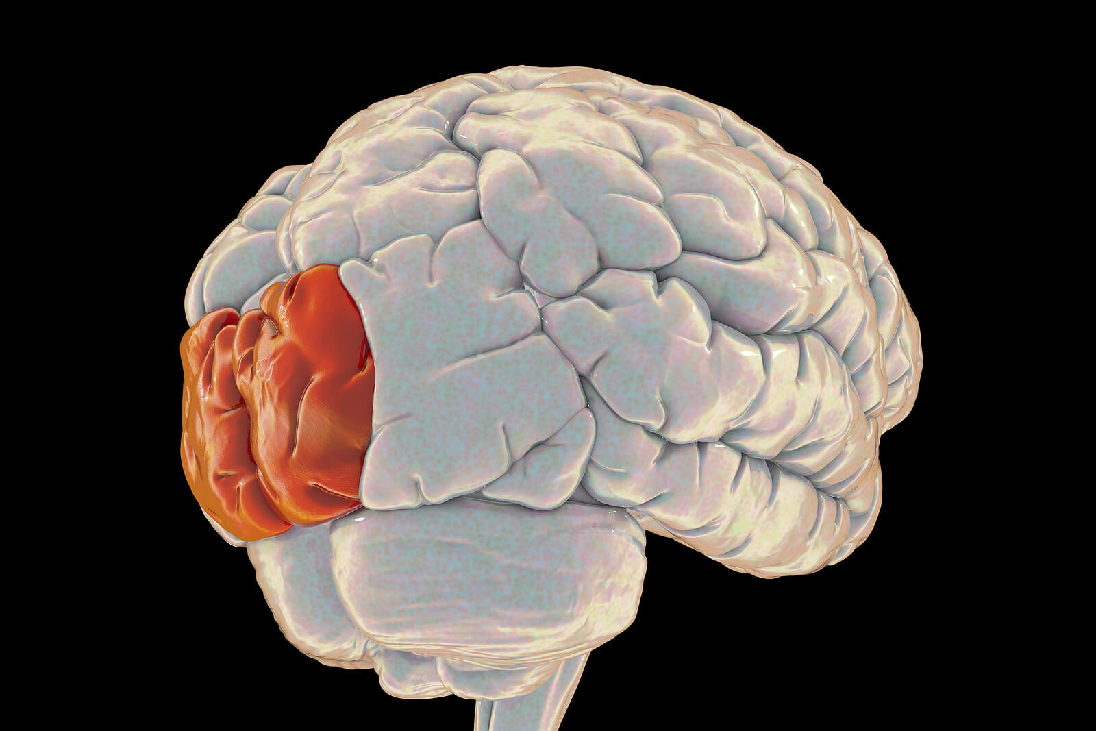 Lóbulo Occipital Características Y Funcionamiento Muy Salud 7917