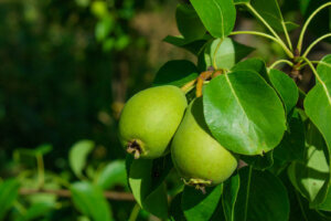 Fructosa: todo lo que debes saber