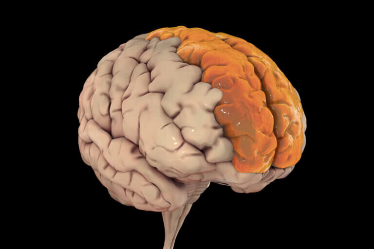 Lóbulo frontal: características y funcionamiento