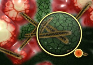 ¿Qué es la septicemia por salmonela?