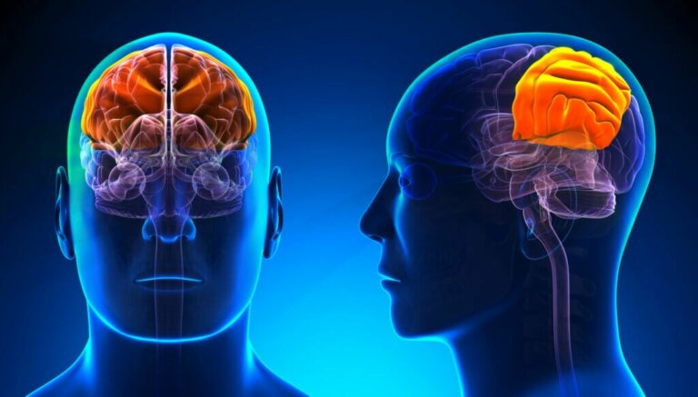 Parietal Lobe Characteristics And Functions Muy Salud