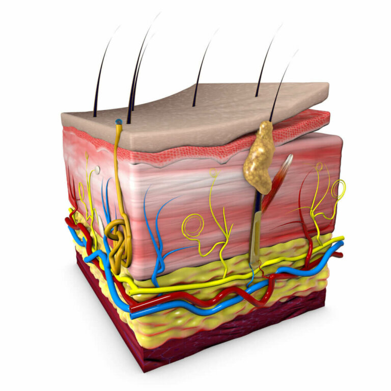 Sebaceous Glands: Everything You Need to Know
