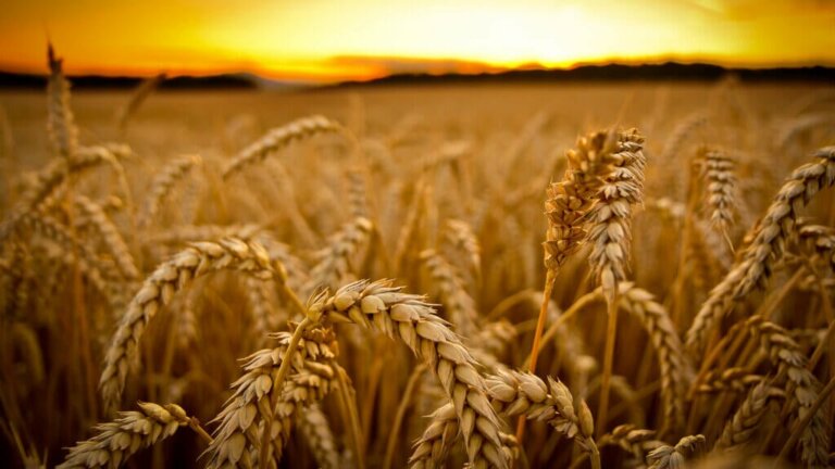 Alergia ao trigo: tudo o que você precisa saber