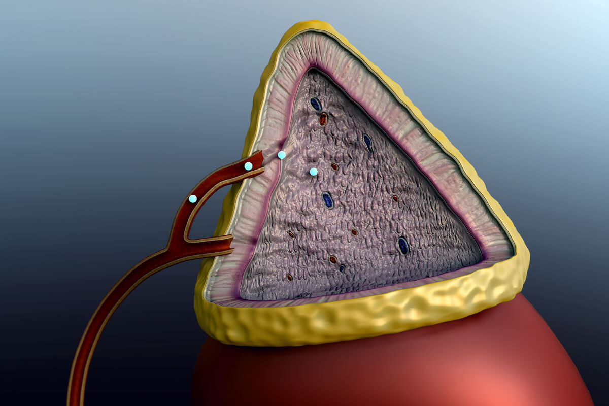 Gli interferenti endocrini assomigliano agli ormoni