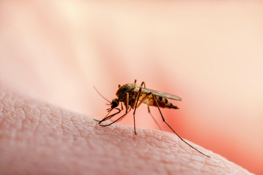 Anopheles mosquito transmits malaria.