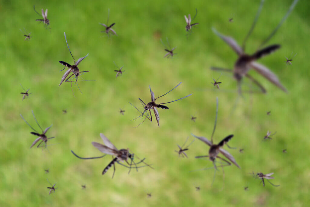 Malaria: síntomas, causas y tratamiento