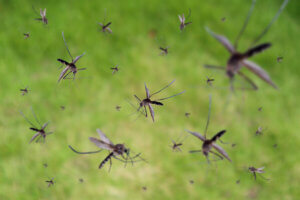 Malaria: síntomas, causas y tratamiento