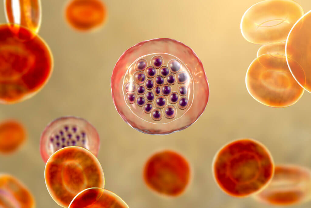 Malaria in red blood cells.