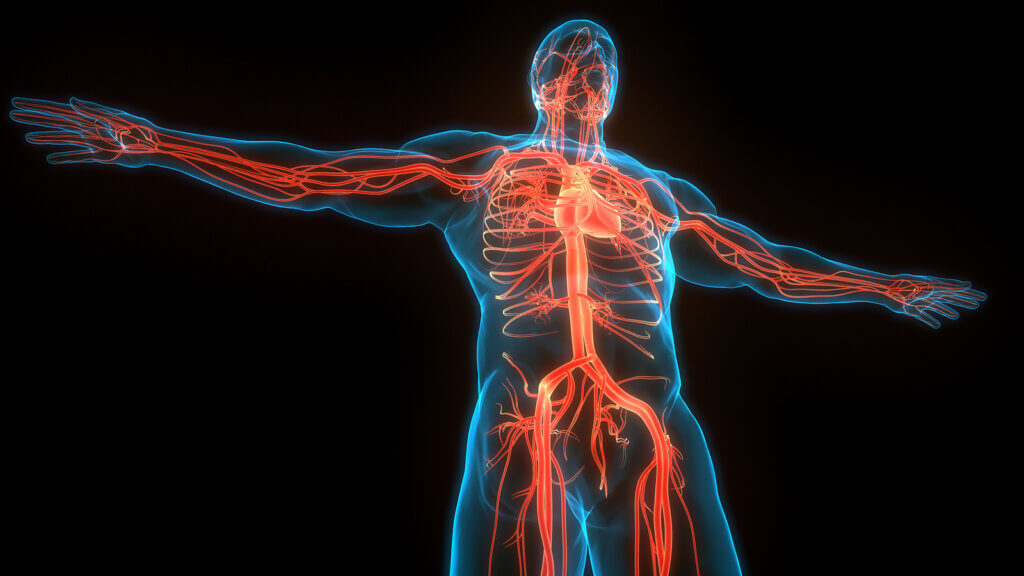 ¿Cómo funciona el sistema circulatorio?