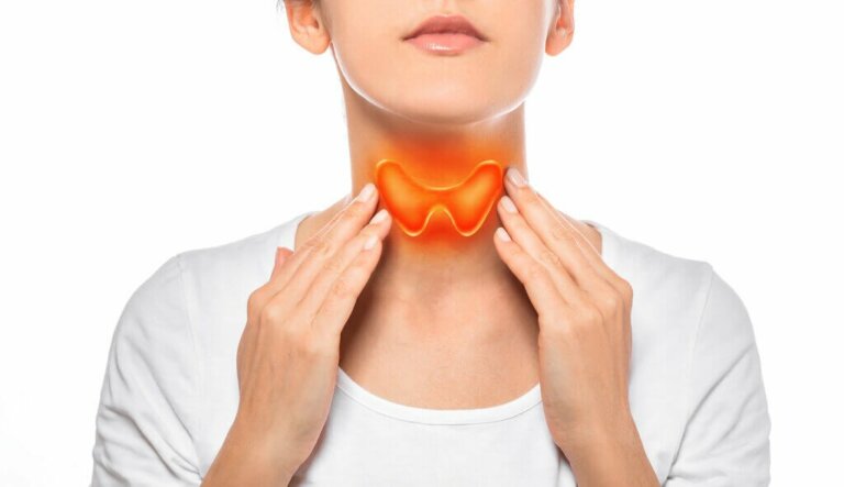 How Does the Thyroid Gland Work?