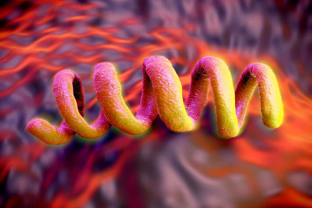 Treponema pallidum que causa sífilis.