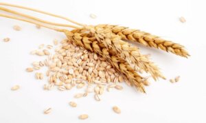 Gluten Allergy: Everything You Need to Know