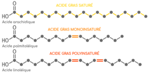 Acides gras: types, fonctions et consommation