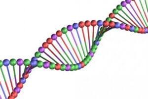 What Is Biological Inheritance?