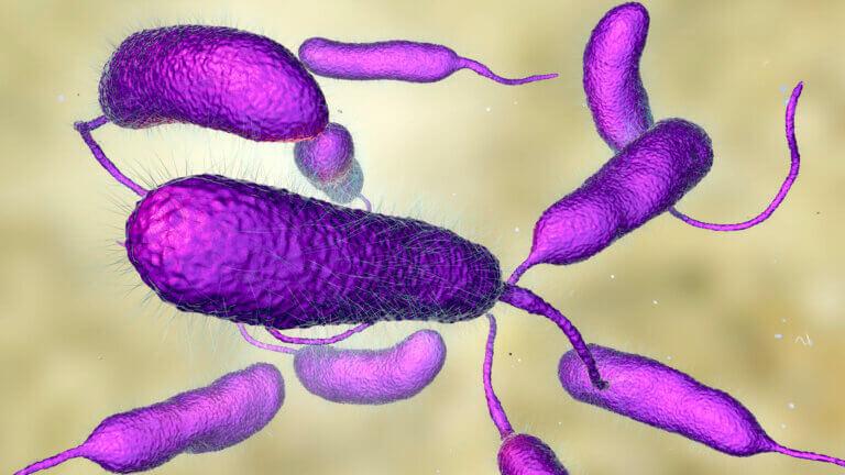 Cólera: síntomas, causas y tratamiento