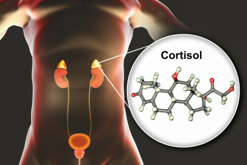 Cortisol ou hidrocortisona