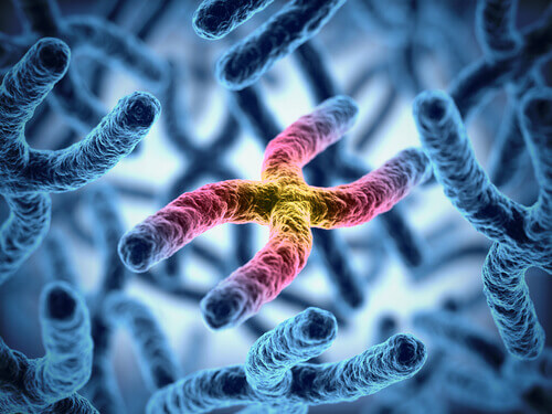 Il genoma umano