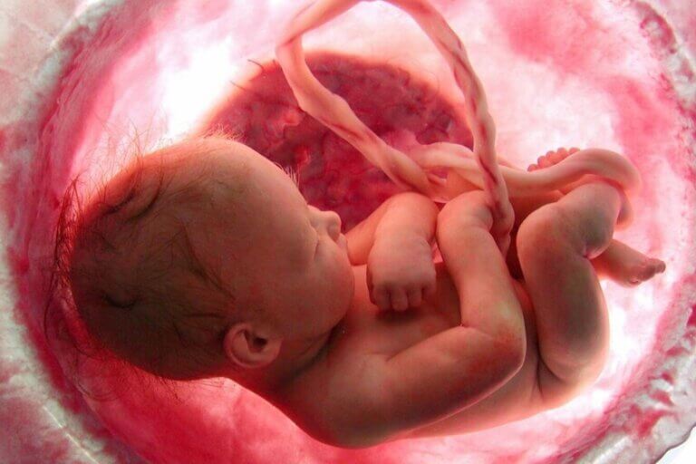Qu'est-ce que le placenta? Fonctions et caractéristiques