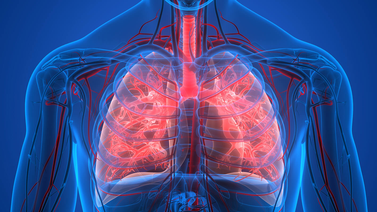 Schéma du système cardio-vasculaire. 