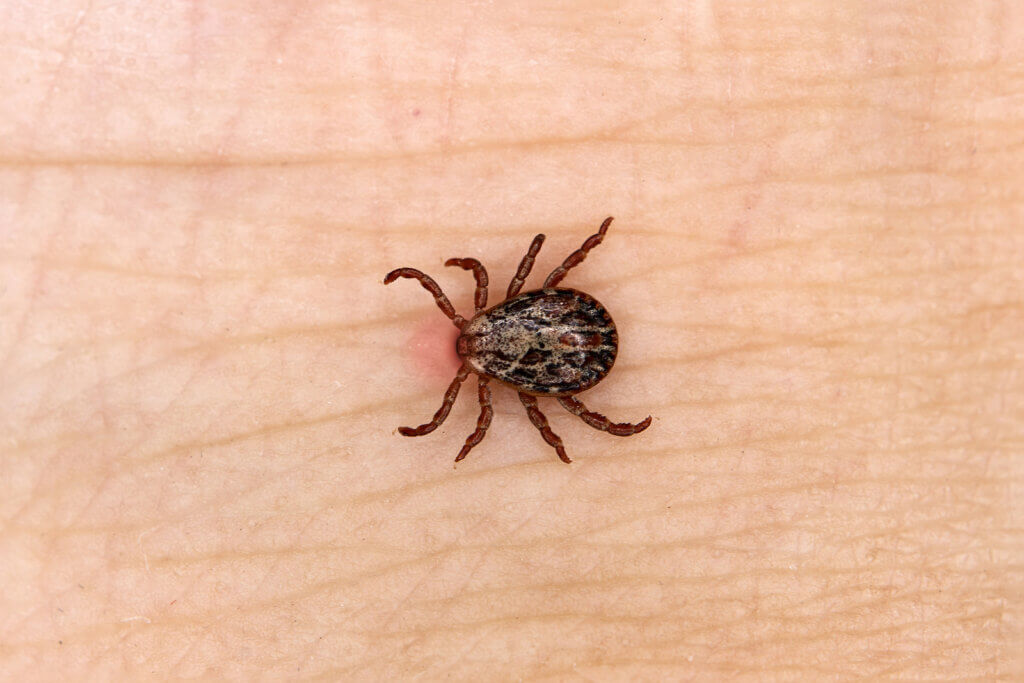 Tick causes symptoms of Lyme disease.