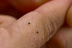 Como prevenir a doença de Lyme