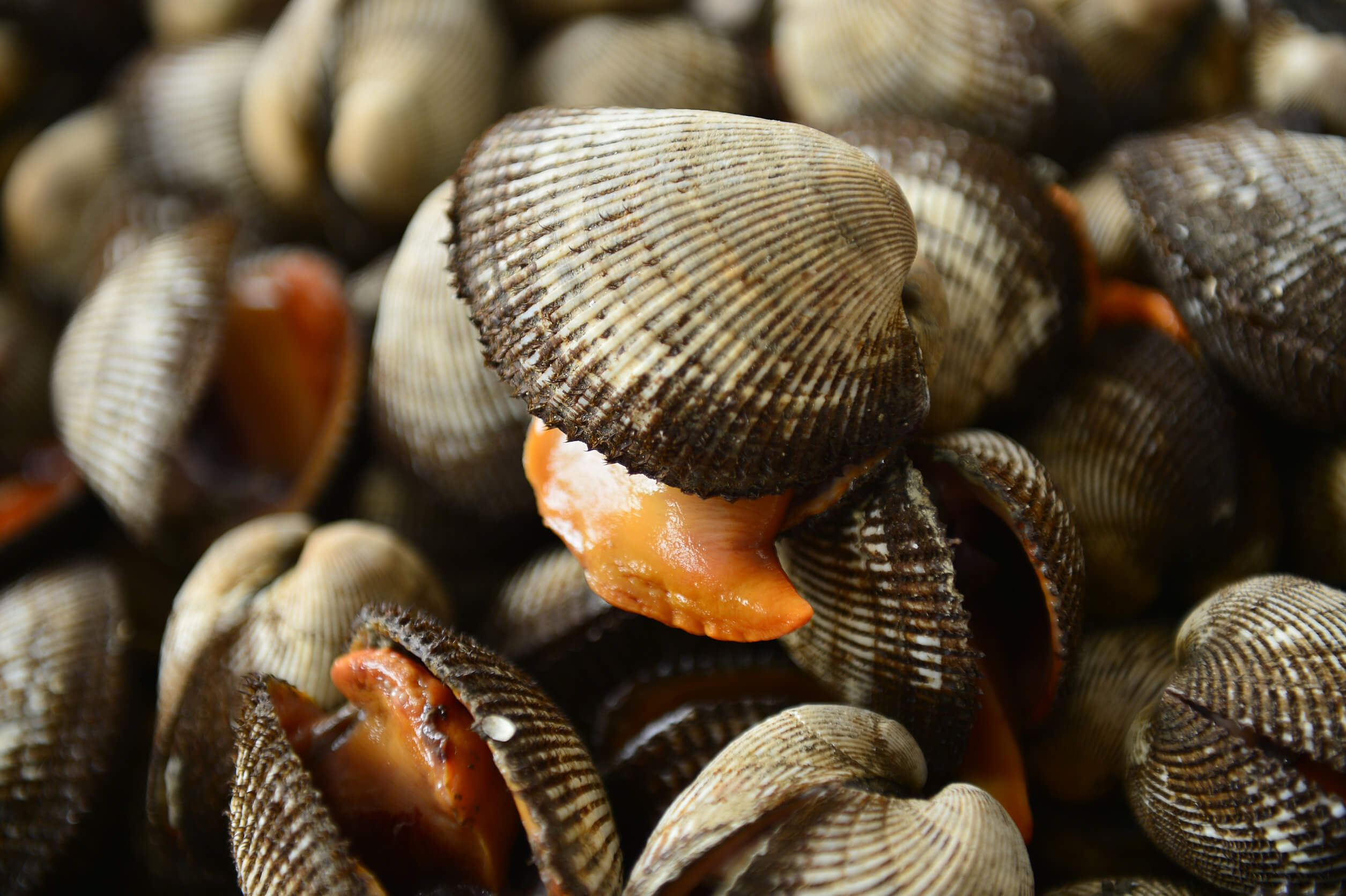 Among the foods with more protein are clams