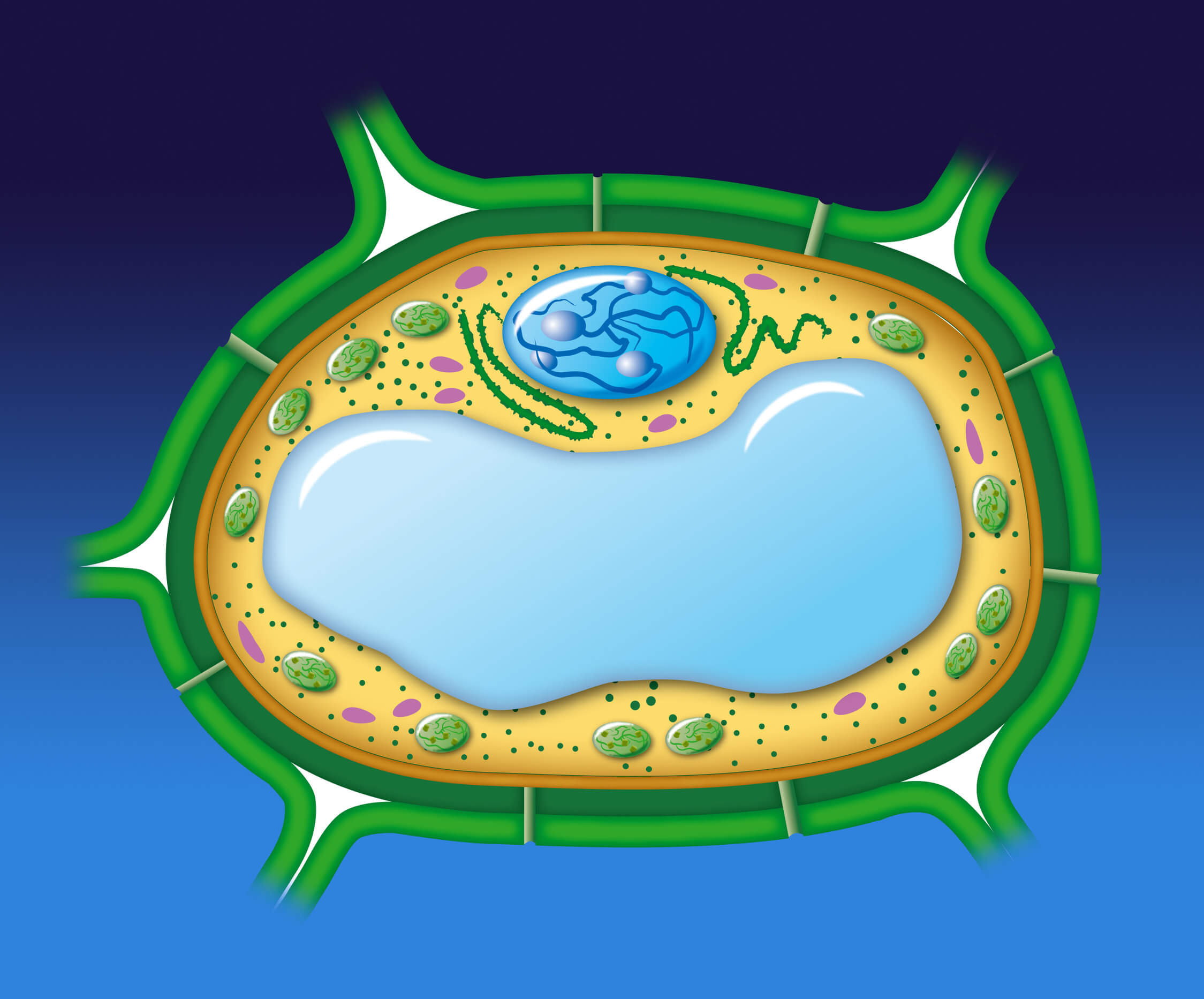 Entre las diferencias entre célula vegetal y animal está la pared celular