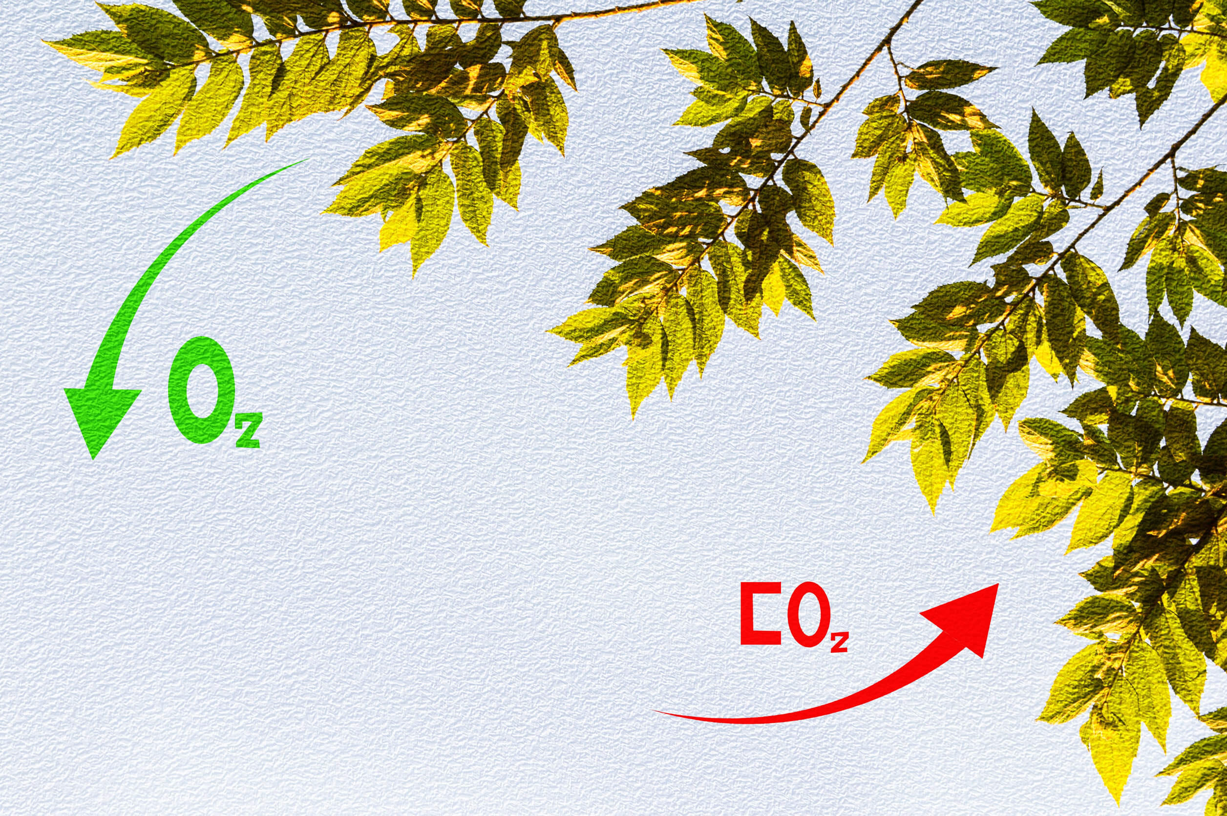 Entre las diferencias de las células vegetales y células animales está la fotosíntesis