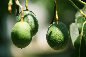 The Differences Between Good Fats and Bad Fats