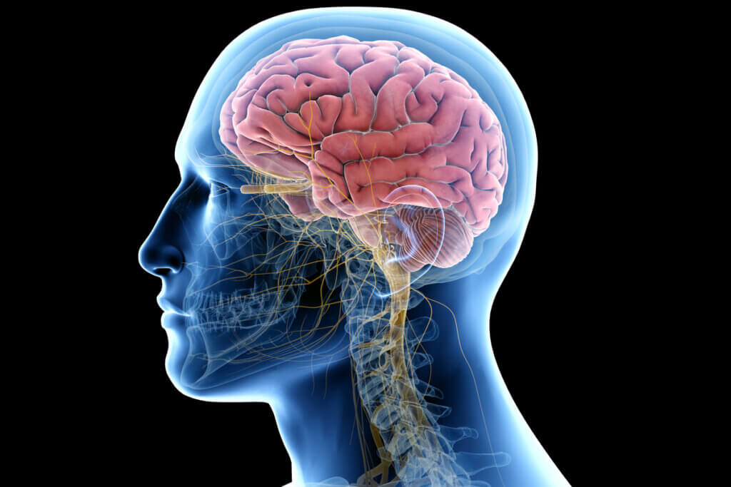 Diferenças entre cérebro e cerebelo