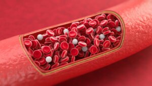 Differenze tra vene e arterie