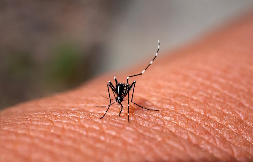Why Do Mosquitoes Bite?