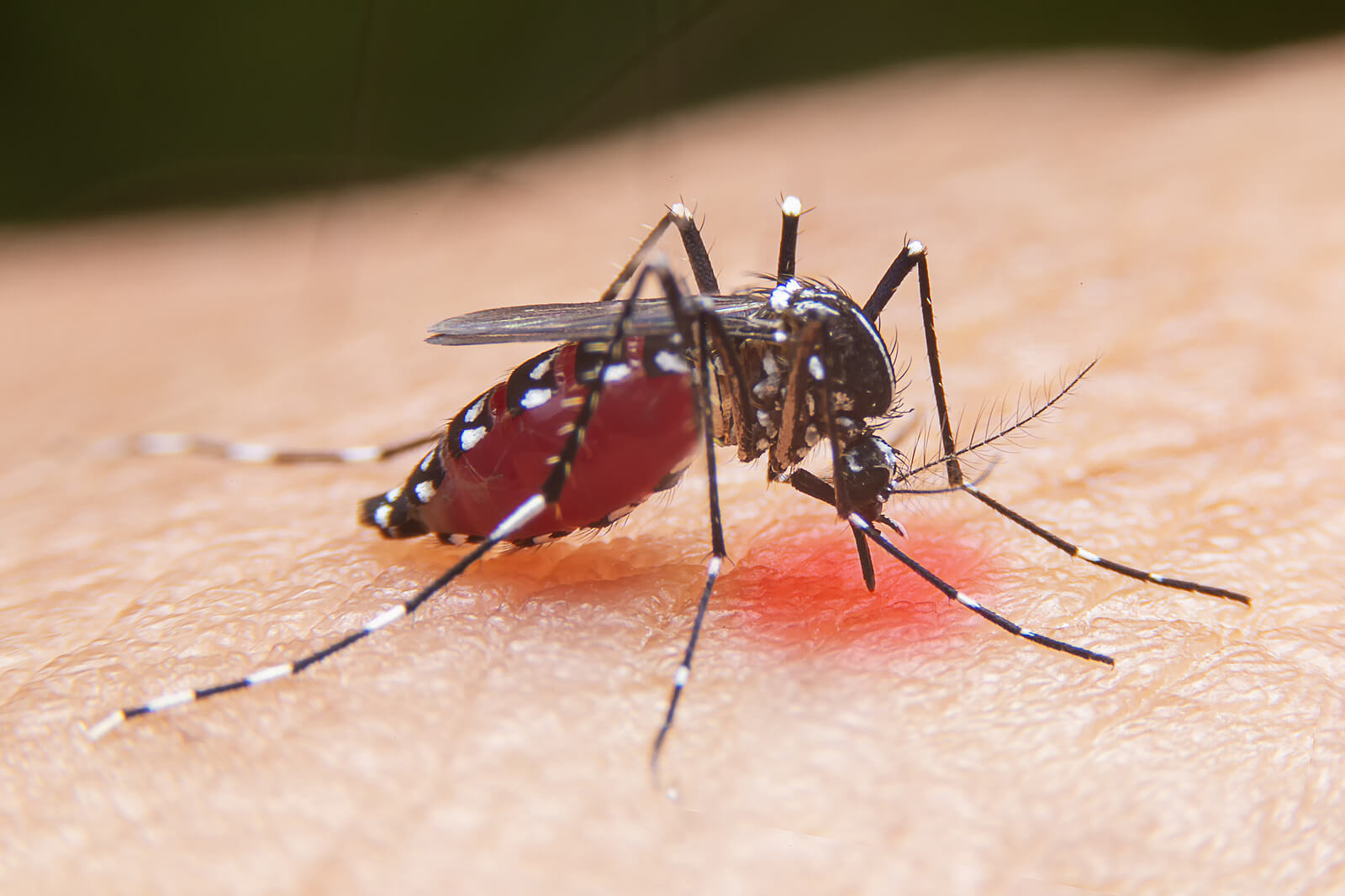 Por que os mosquitos picam: para se alimentar