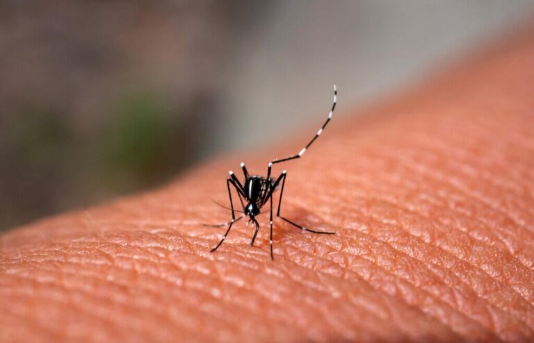 Perché le zanzare pungono?