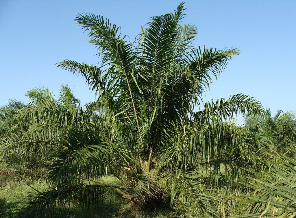Palmeiras para produção de óleo de palma.