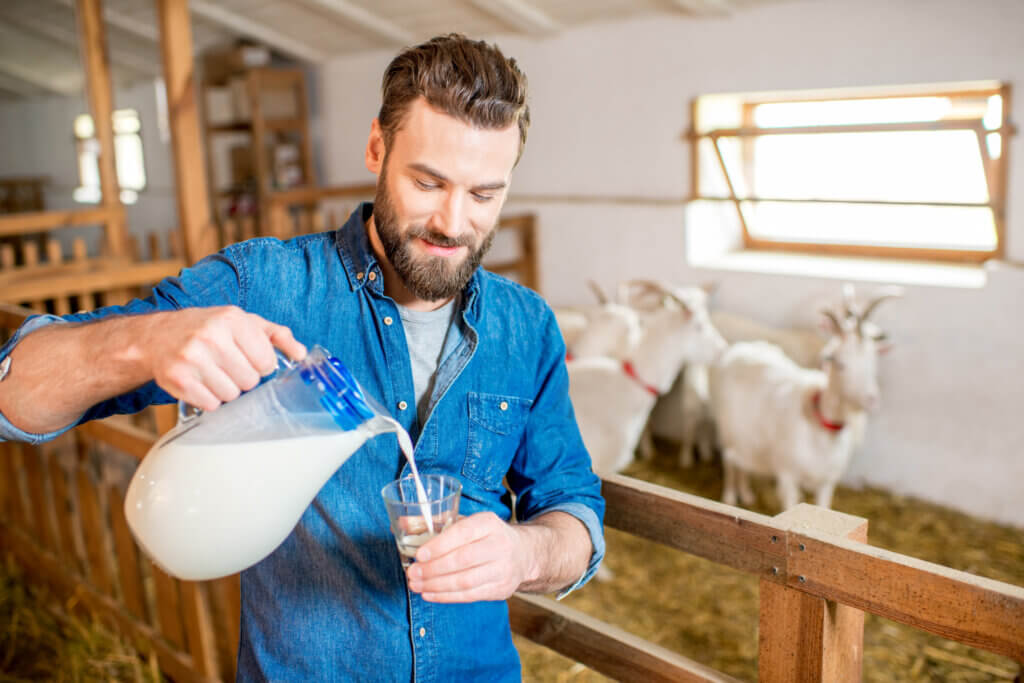 Un homme qui se sert un verre de lait à côté d'un troupeau de chèvres. 