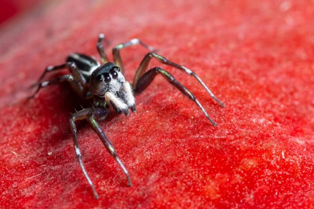 The most painful bites in the world include that of the black widow