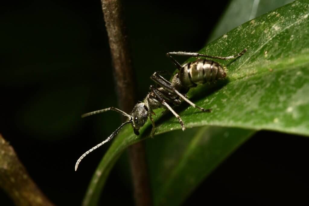 The most painful bites in the world include those from bullet ants.