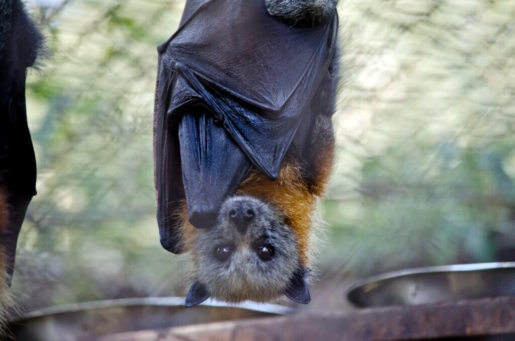 El henipavirus tiene como reservorio a los murciélagos