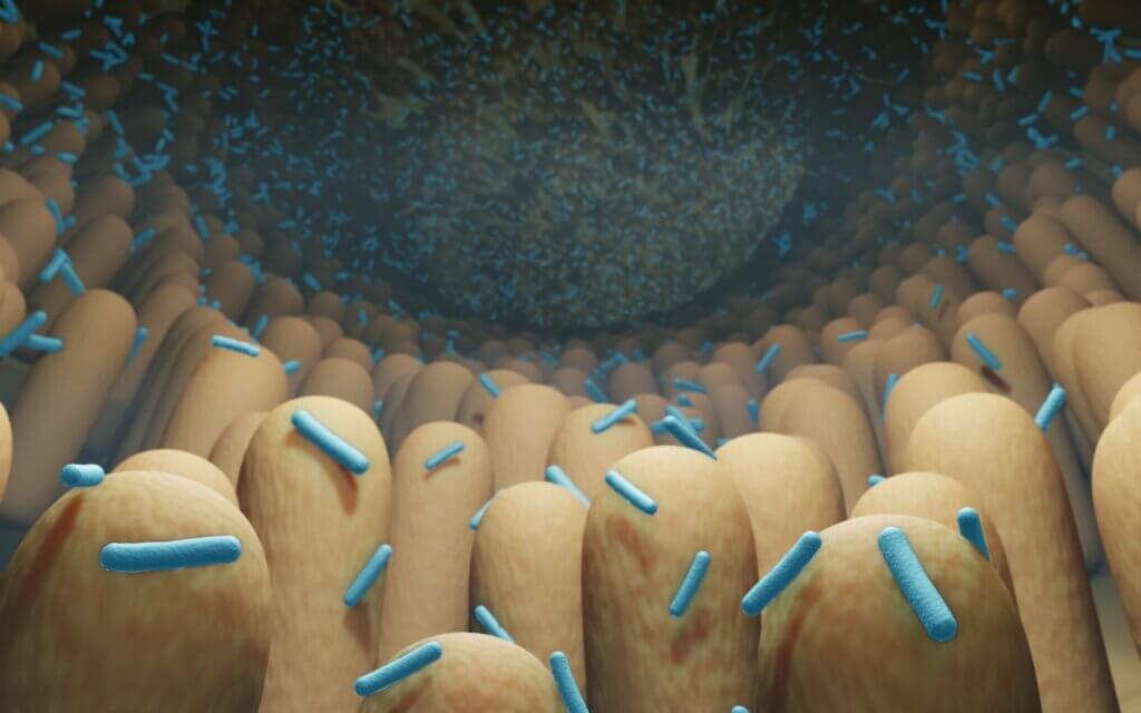 Diabésité et microbiote intestinal