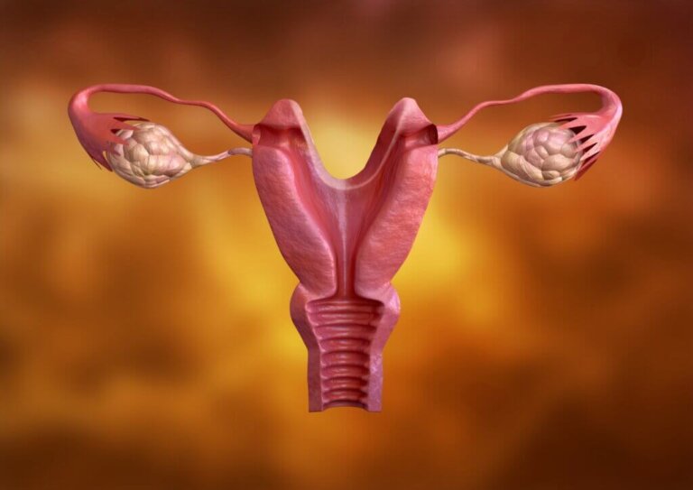 Soorten baarmoeder en misvormingen van de baarmoeder